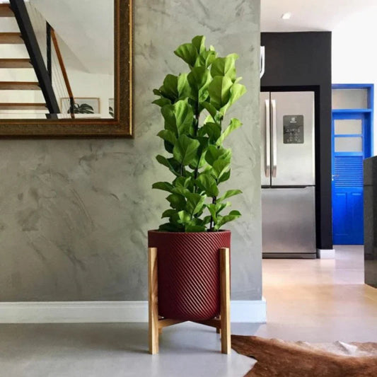 Vasos para Plantas: Qual o Melhor Modelo para Sala, Quarto e Varanda?