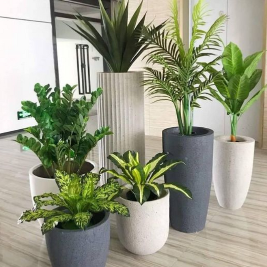 7 Plantas fáceis de cuidar para quem tem uma vida agitada