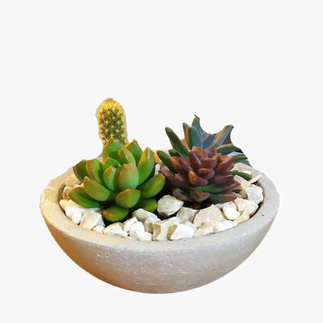 Vaso Para Rosa do Deserto