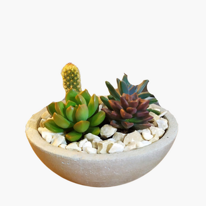 Vaso Para Rosa do Deserto