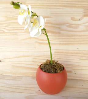 Vaso Para Orquídea em Cerâmica Decoração