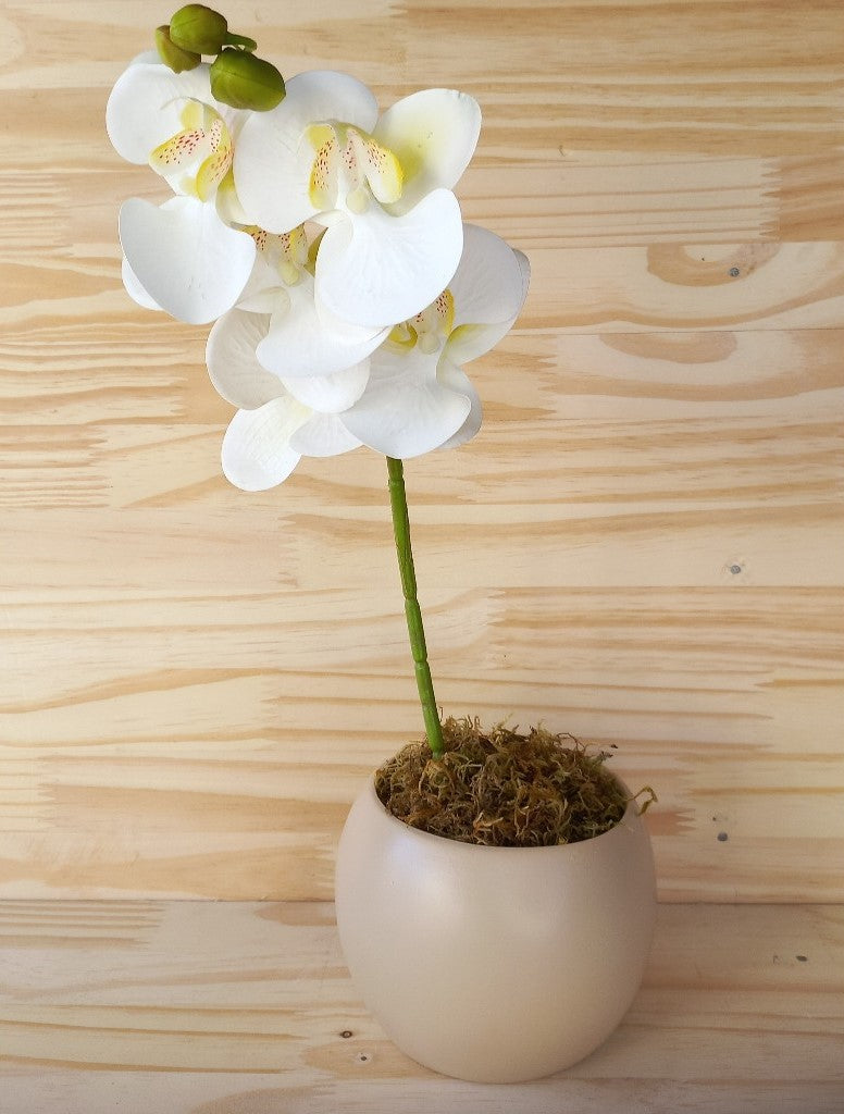 Vaso Para Orquídea em Cerâmica Decoração