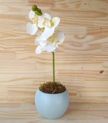 Vaso Para Orquídea em Cerâmica Decoração